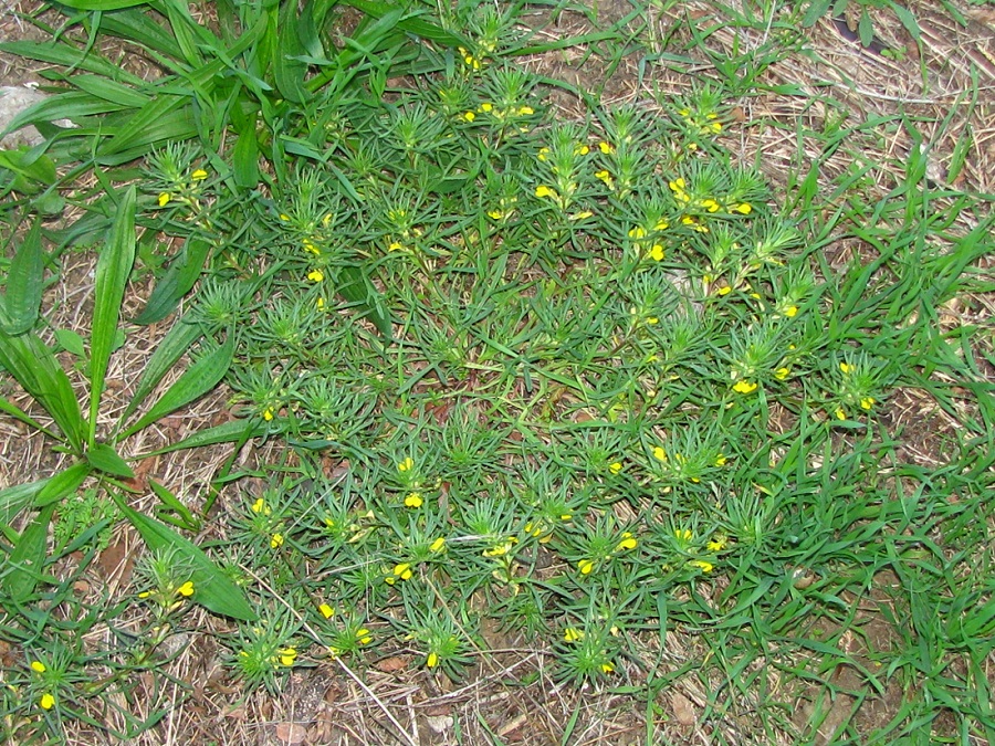 Image of Ajuga chia specimen.