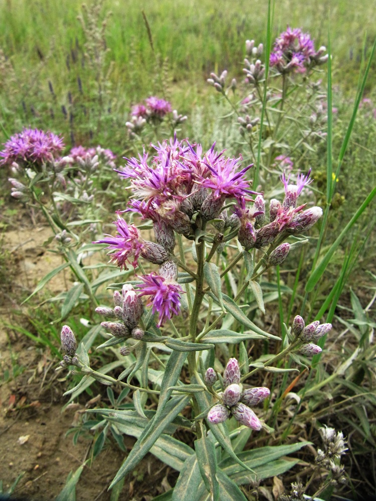 Изображение особи Saussurea salicifolia.