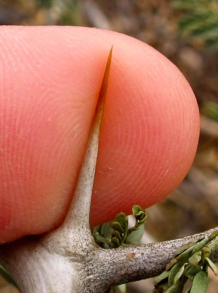 Image of Faidherbia albida specimen.