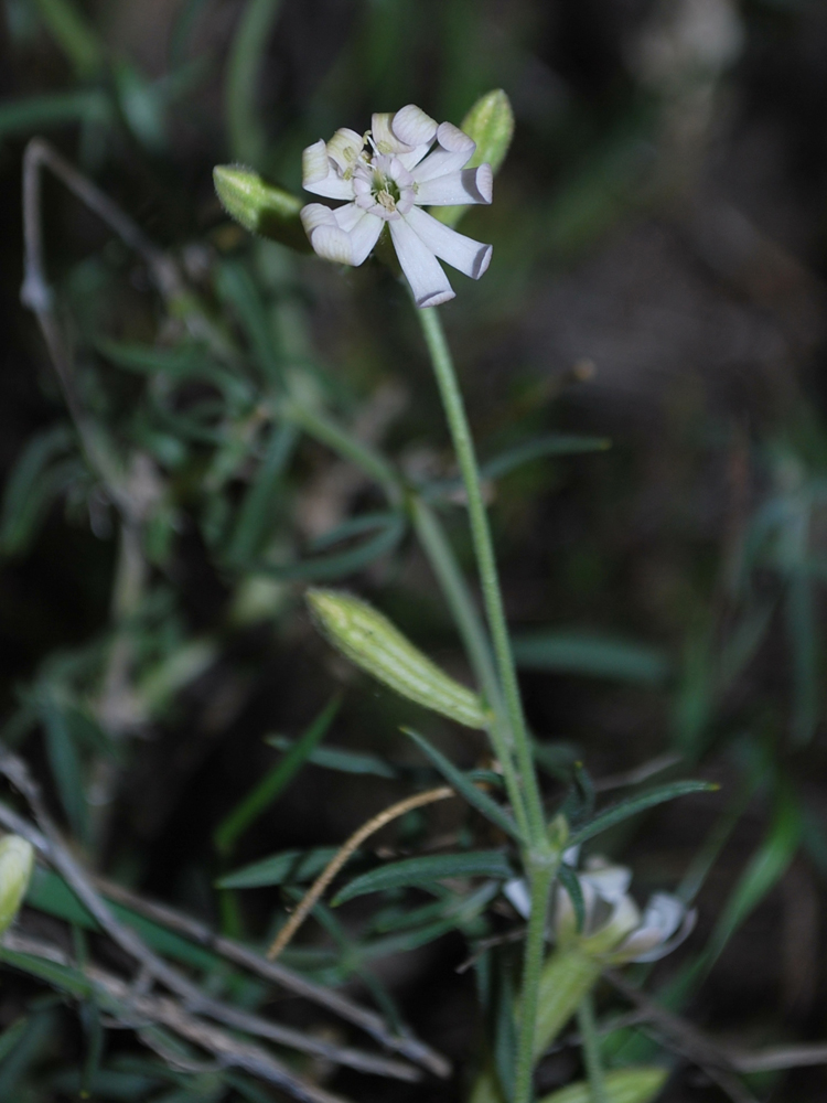 Изображение особи Silene brahuica.