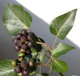 Hedera variety arborescens