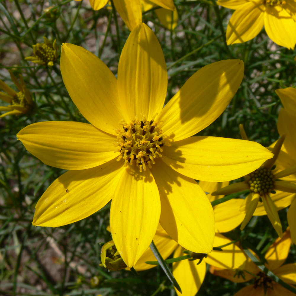 Image of Coreopsis verticillata specimen.