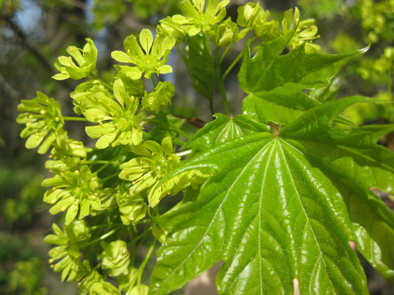 Image of Acer platanoides specimen.