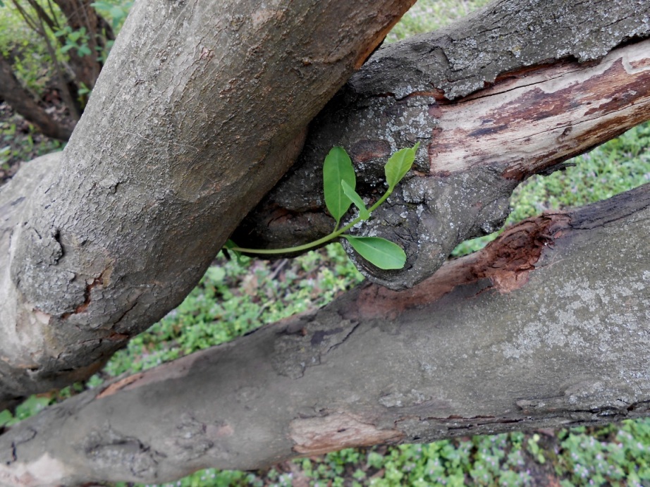 Image of genus Exochorda specimen.