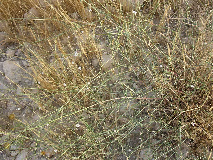 Image of Gypsophila capillaris specimen.