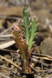 Papaver laevigatum. Прикорневые листья. ЮВ Крым, Карадаг, хр. Карагач. 19 апреля 2013 г.