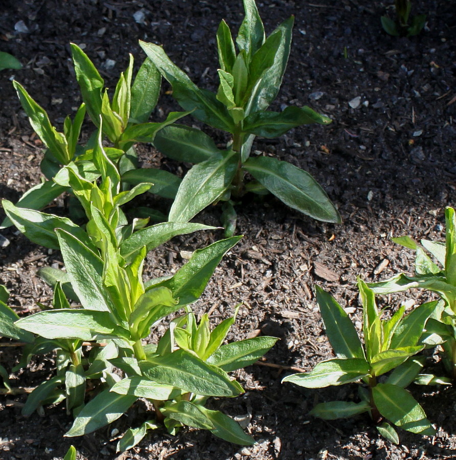 Изображение особи Phlox paniculata.