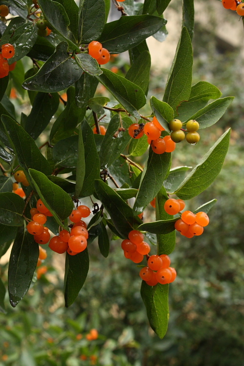 Изображение особи Lonicera tatarica.