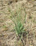 Asphodeline taurica