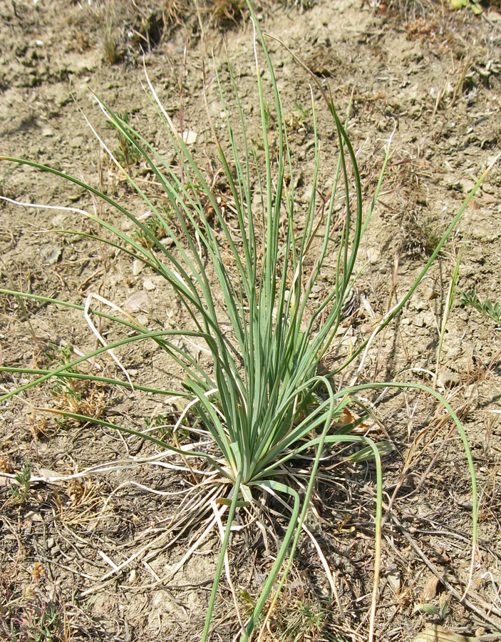 Image of Asphodeline taurica specimen.