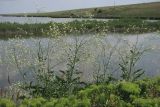 Crambe koktebelica