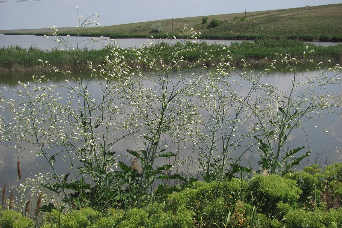 Image of Crambe koktebelica specimen.