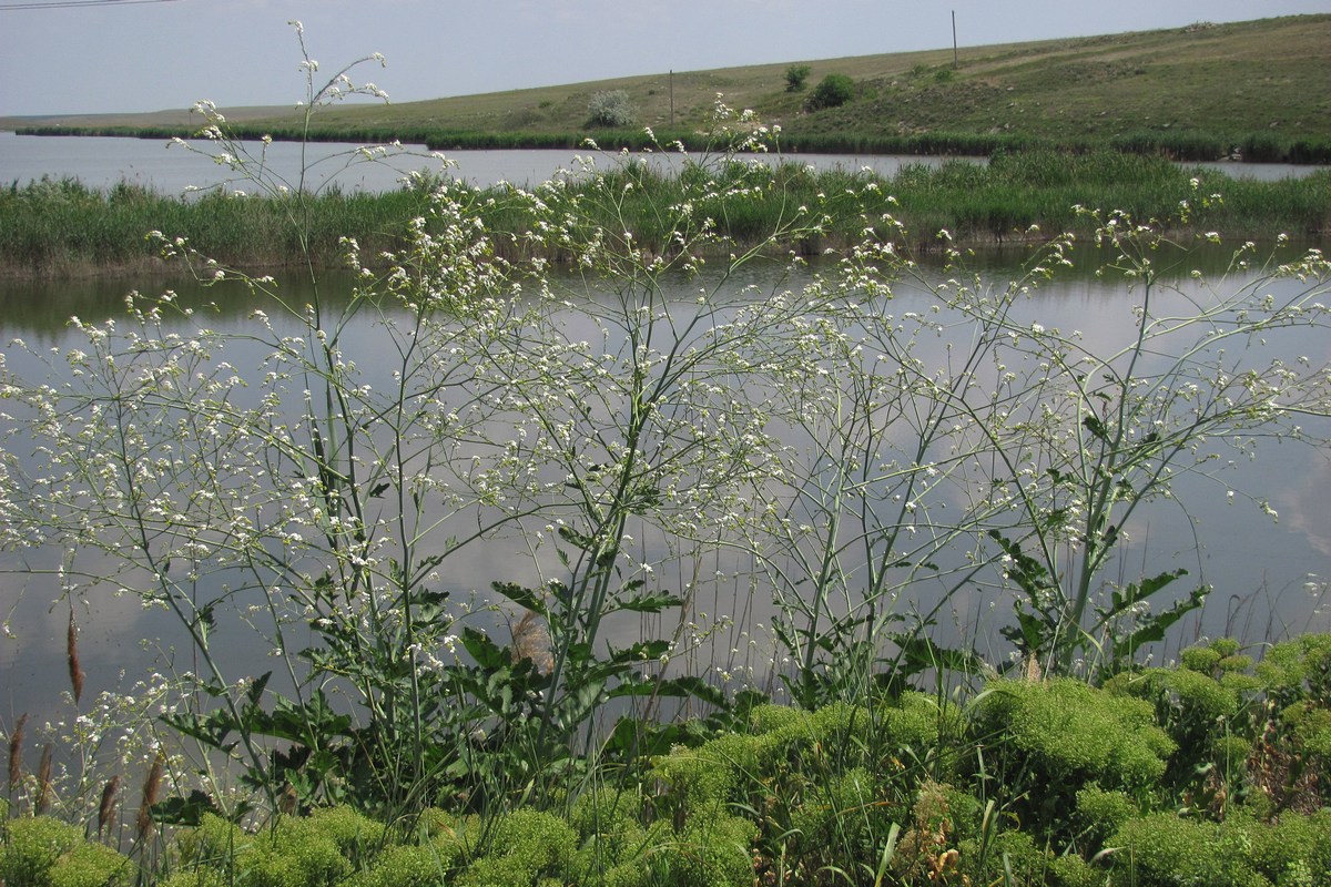 Изображение особи Crambe koktebelica.