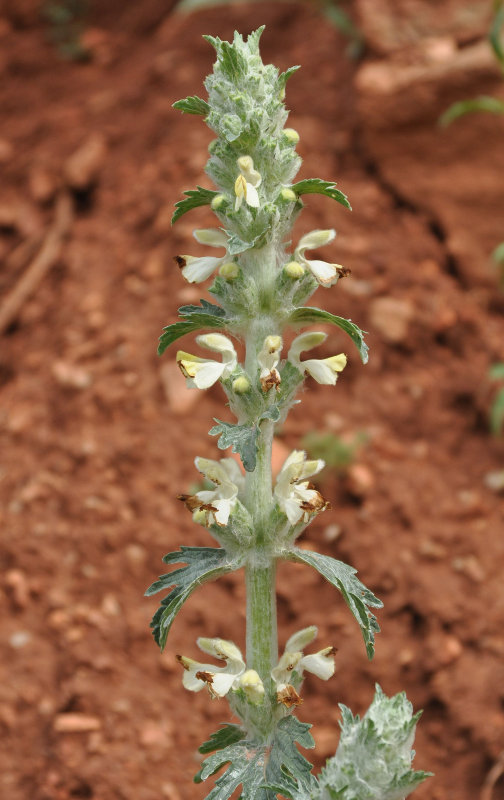 Изображение особи Phlomoides laciniata.