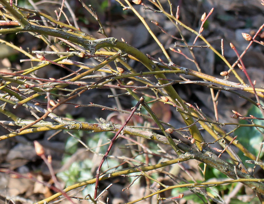 Image of Vaccinium corymbosum specimen.