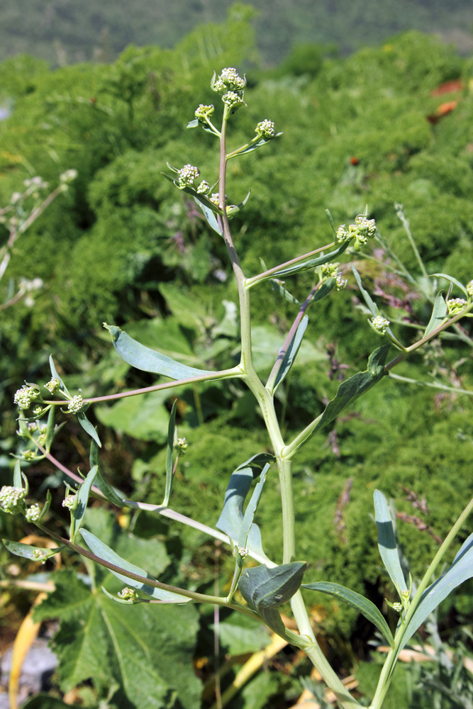 Image of Stroganowia paniculata specimen.