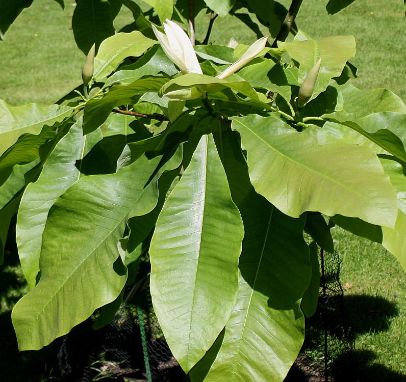 Image of Magnolia tripetala specimen.