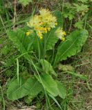 Primula macrocalyx. Отцветающее растение. Нагорный Карабах, Мартунинский р-н, окр. дер. Ннги. 07.05.2013.