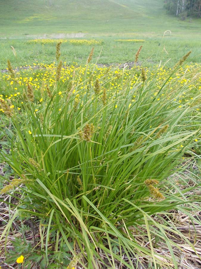 Image of Carex vulpina specimen.