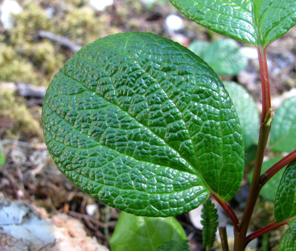 Image of Salix reticulata specimen.
