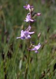 Gymnadenia odoratissima. Соцветие. Эстония, Сааремаа, заповедник Вийдумяэ, ключевое болото. 22.06.2013.