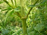 View full-size image Xanthoselinum alsaticum