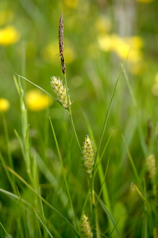 Изображение особи Carex hirta.