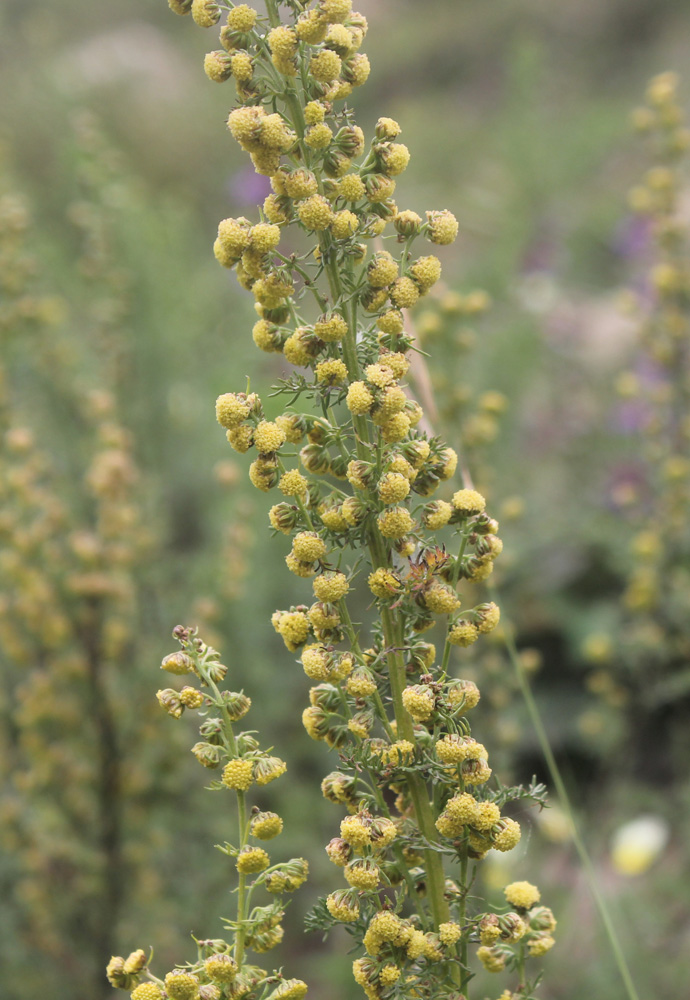 Image of genus Artemisia specimen.