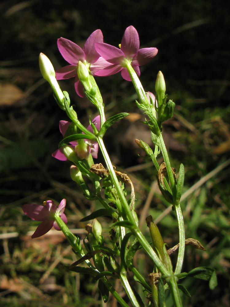 Image of Centaurium erythraea ssp. turcicum specimen.