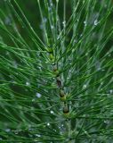 Equisetum telmateia