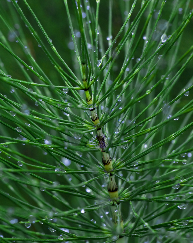 Изображение особи Equisetum telmateia.