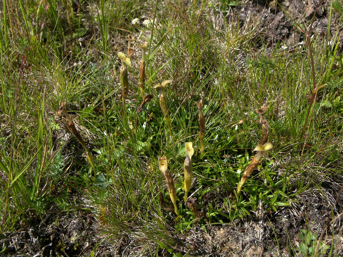 Image of Gentiana dshimilensis specimen.