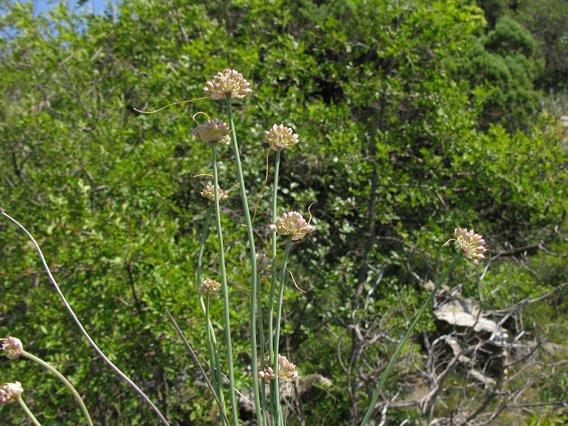 Изображение особи Allium psebaicum.