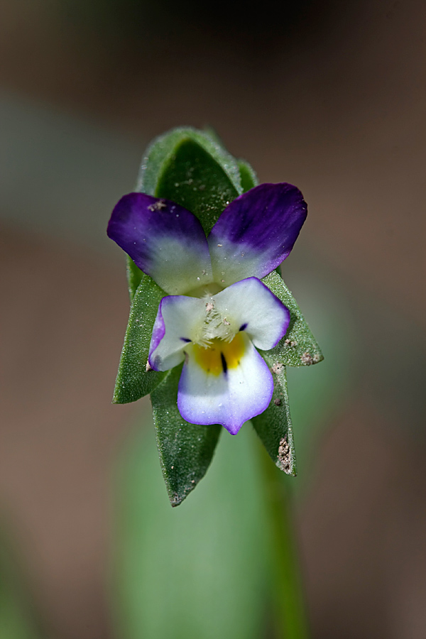 Изображение особи Viola occulta.