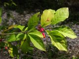 Euonymus europaeus