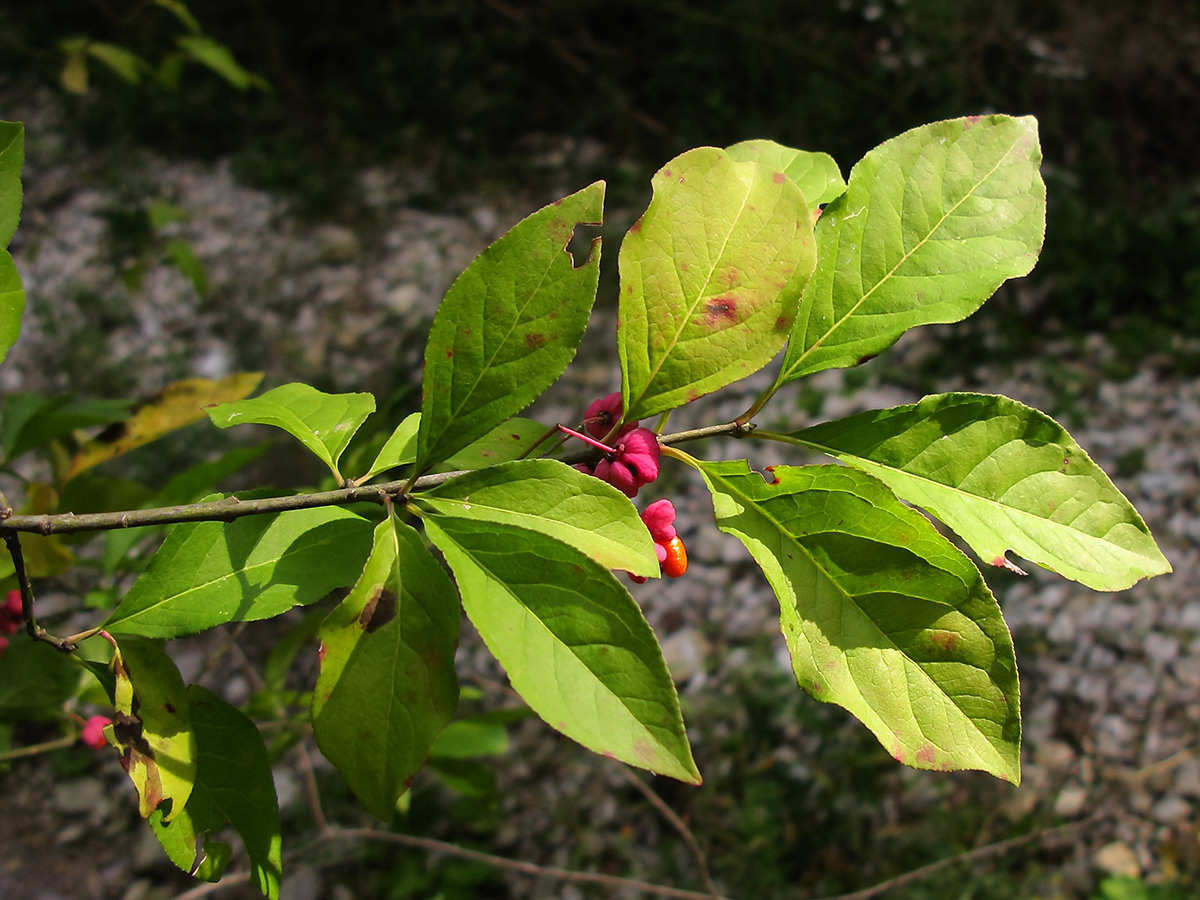 Изображение особи Euonymus europaeus.