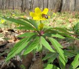 Anemone ranunculoides. Цветущее растение. Республика Татарстан, г. Бавлы. 26.04.2008.