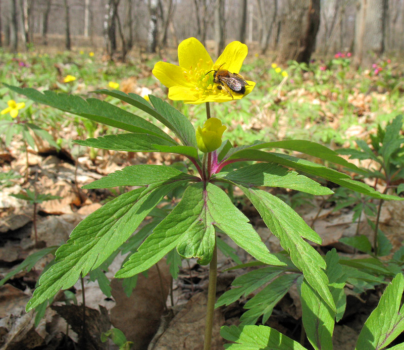 Изображение особи Anemone ranunculoides.