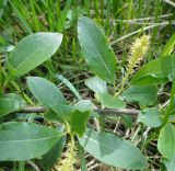 Salix pseudopentandra