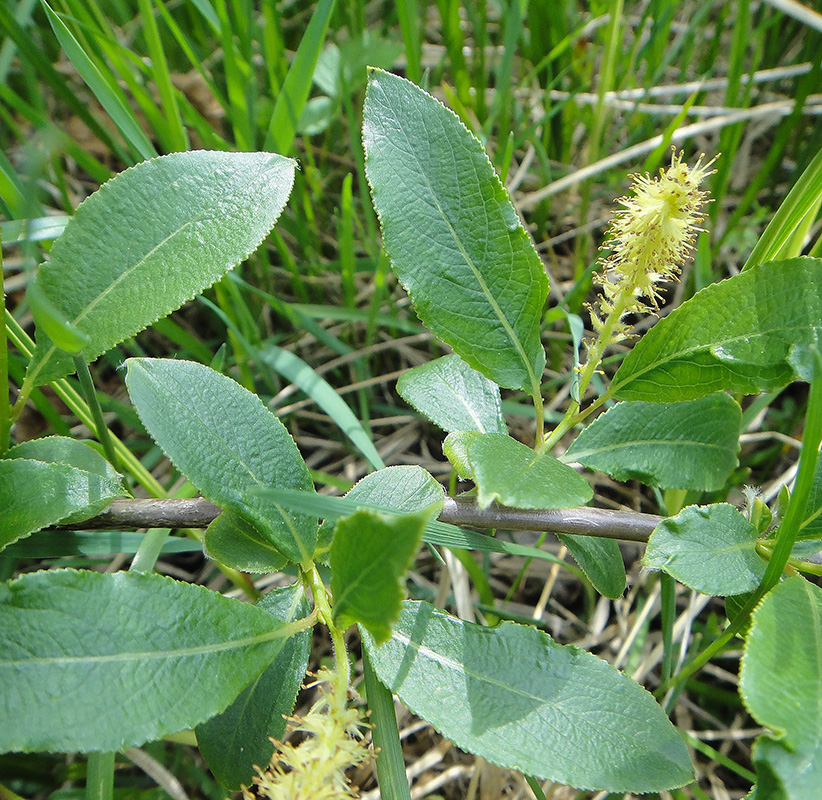 Изображение особи Salix pseudopentandra.