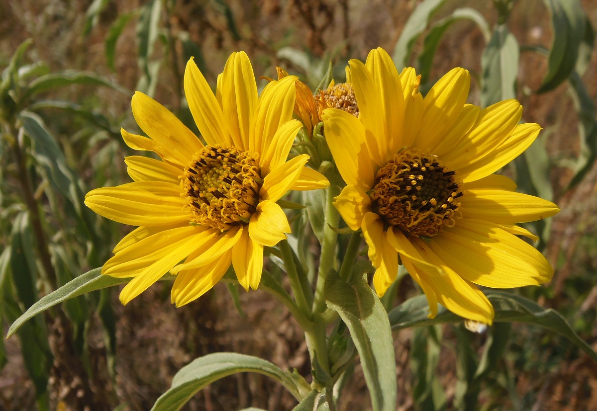 Изображение особи Helianthus divaricatus.