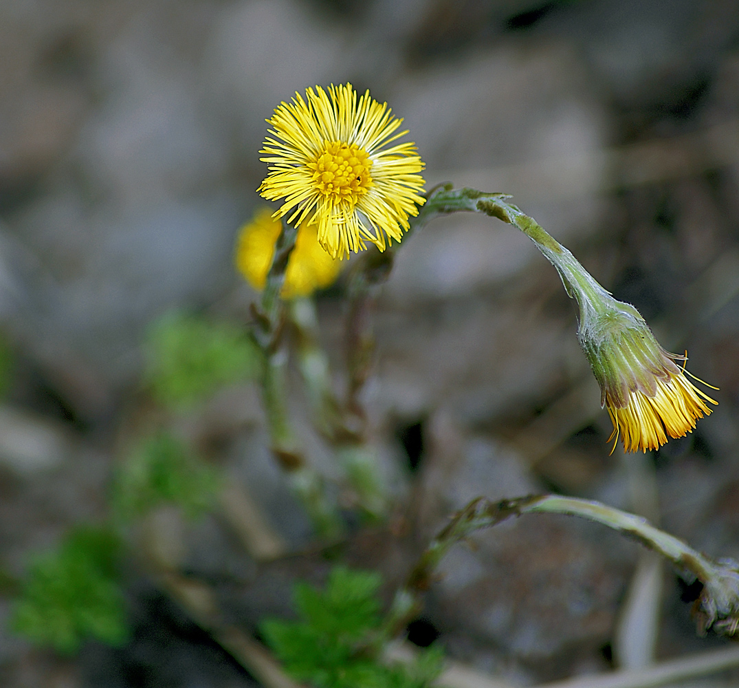 Image of Tussilago farfara specimen.