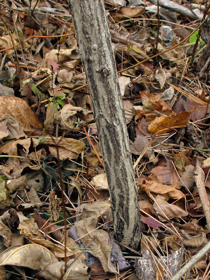 Image of genus Euonymus specimen.