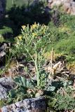 Steptorhamphus crassicaulis. Расцветающее растение. Южный Казахстан, горы Каракус. 16.05.2013.
