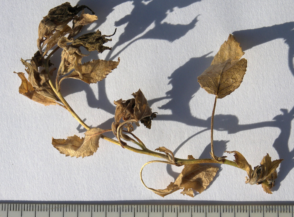 Image of Campanula pendula specimen.