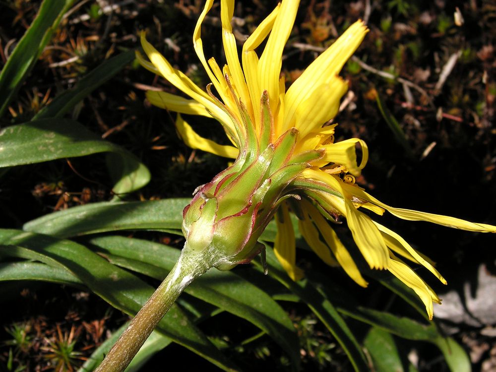 Image of Scorzonera radiata specimen.