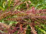 Echinochloa crus-galli. Часть соплодия. Приморский край, Спасский р-н, окр. с. Хвалынка, сорное на сельскохозяйственных угодьях. 07.09.2013.