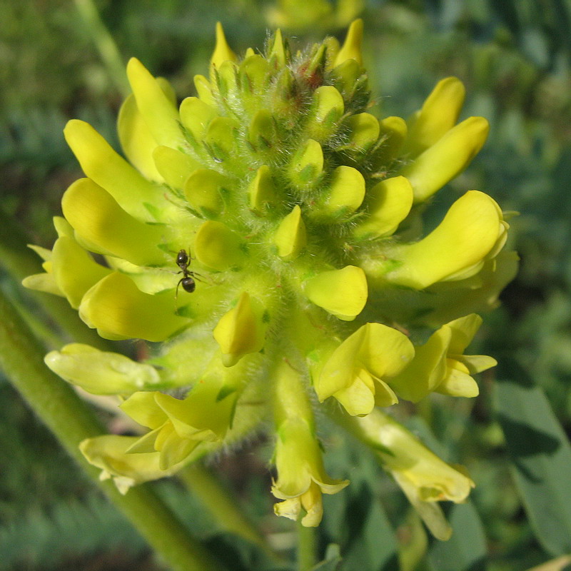 Image of Astragalus ponticus specimen.