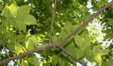 Celtis bungeana