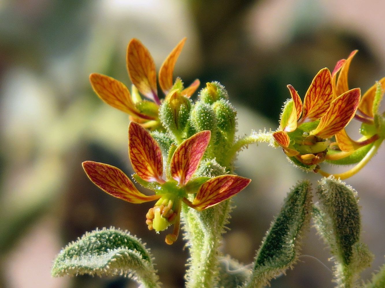 Изображение особи Cleome arabica.